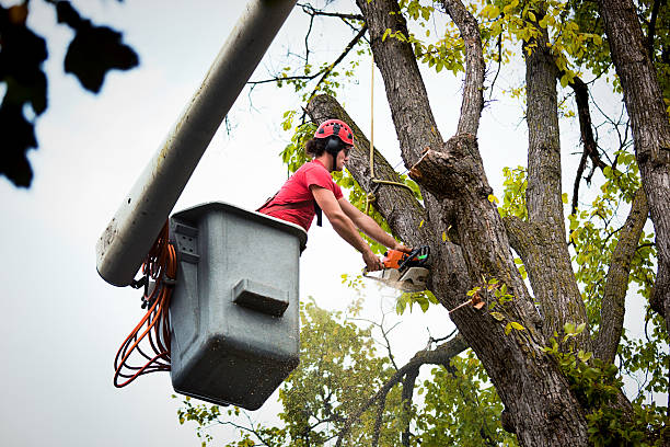 Best Tree Pruning Services  in USA